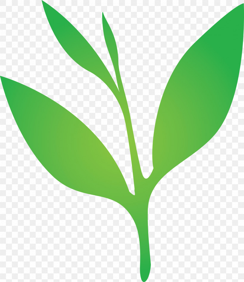 Tea Leaves Leaf Spring, PNG, 2591x3000px, Tea Leaves, Eucalyptus, Flower, Green, Leaf Download Free