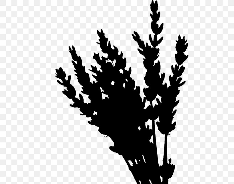 Twig Plant Stem Flower Leaf Font, PNG, 552x646px, Twig, Blackandwhite, Flower, Flowering Plant, Grass Family Download Free