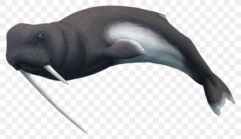 Walrus Sea Lion Odobenocetops Dolphin Cetaceans, PNG, 1000x577px, Walrus, Ambulocetus, Basilosaurus, Cetaceans, Dolphin Download Free