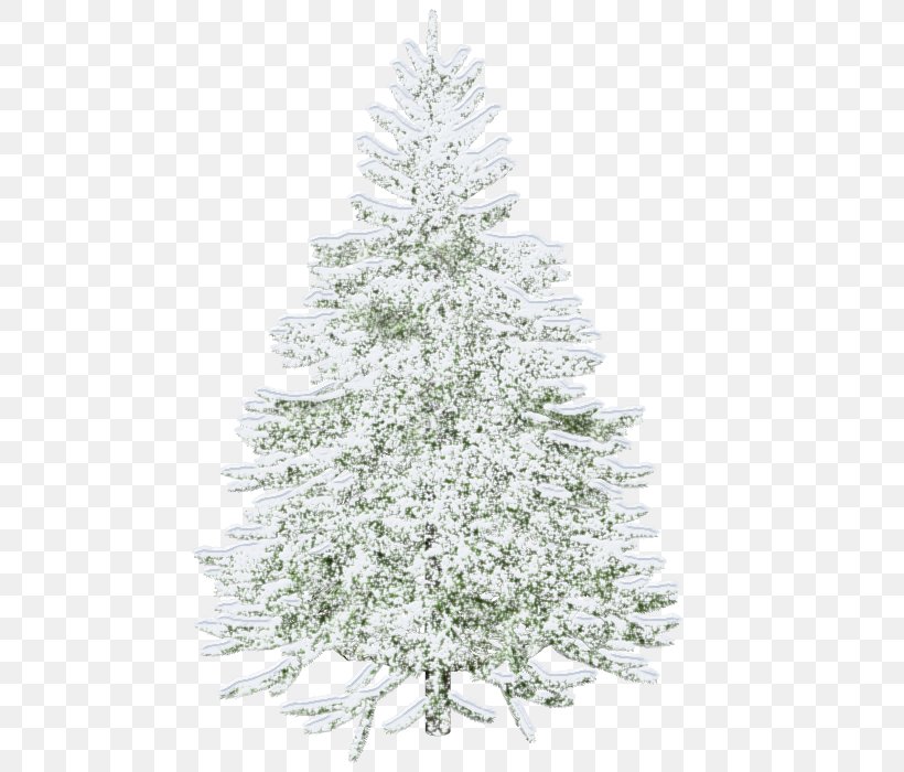 Christmas Tree Light White, PNG, 495x700px, Christmas Tree, Branch, Christmas, Christmas Decoration, Christmas Ornament Download Free