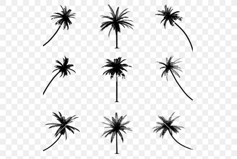 Drawing Arecaceae Line Art, PNG, 550x550px, Drawing, Arecaceae, Arecales, Black And White, Branch Download Free
