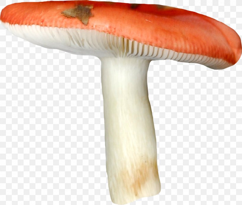 Edible Mushroom Russula Fungus, PNG, 1128x955px, Mushroom, Brown Cap Boletus, Drawing, Edible Mushroom, Fungus Download Free