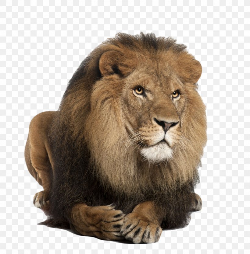 Lion Tiger Felidae Clip Art, PNG, 981x1000px, Lion, Animal, Big Cat, Big Cats, Carnivoran Download Free