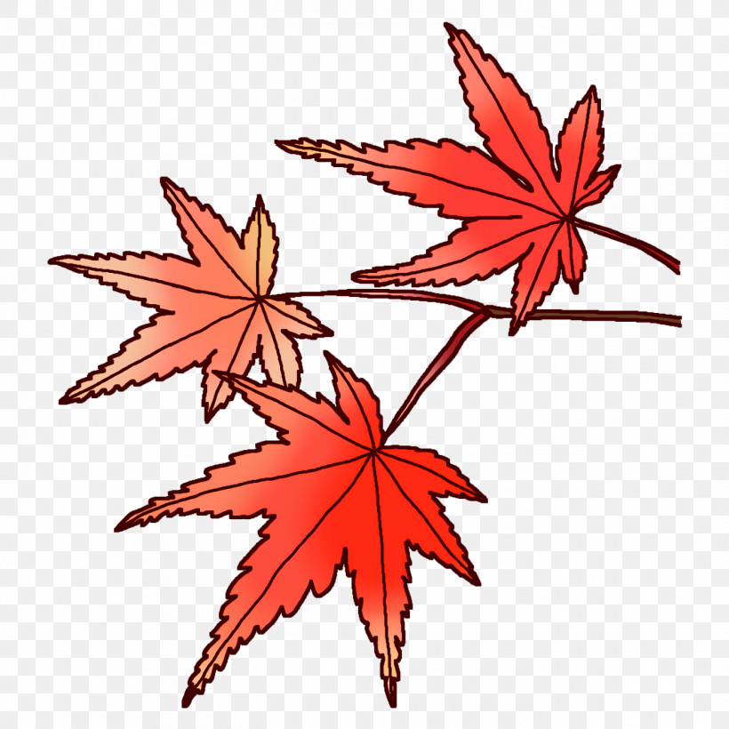 Maple Leaf, PNG, 1400x1400px, Maple Leaf, Biology, Flower, Leaf, Line Download Free