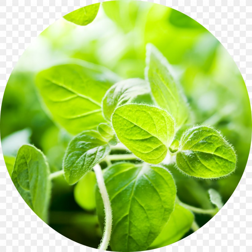 Oregano Essential Oil Herb Food, PNG, 2000x2000px, Oregano, Abelmoschus Moschatus, Basil, Carvacrol, Essential Oil Download Free