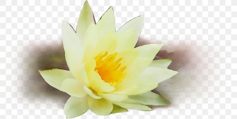 Petal Flower Yellow Plant Water Lily, PNG, 1186x600px, Watercolor, Amaryllis Family, Aquatic Plant, Flower, Narcissus Download Free