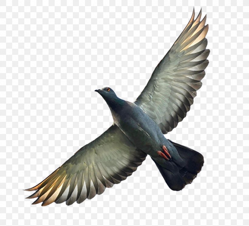 Homing Pigeon Columbidae Bird Flight Wing, PNG, 1000x905px, Homing Pigeon, Art, Beak, Bird, Bird Flight Download Free