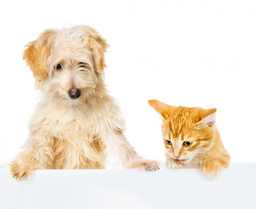 Dog–cat Relationship Dog–cat Relationship Pet Stock Photography, PNG, 1021x831px, Dog, Carnivoran, Cat, Cat Like Mammal, Cavapoo Download Free