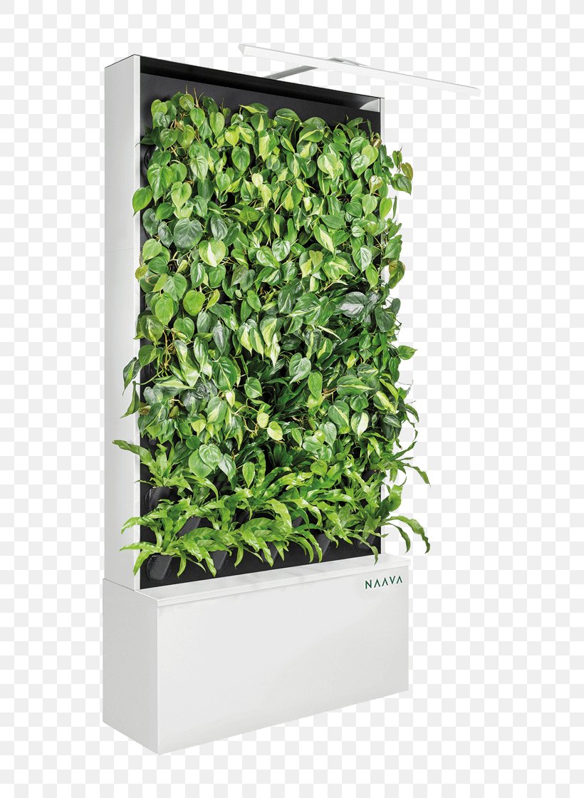 Green Wall Vine Design Clip Art, PNG, 640x1120px, Green Wall, Air Purifiers, Common Ivy, Flower, Flowering Plant Download Free