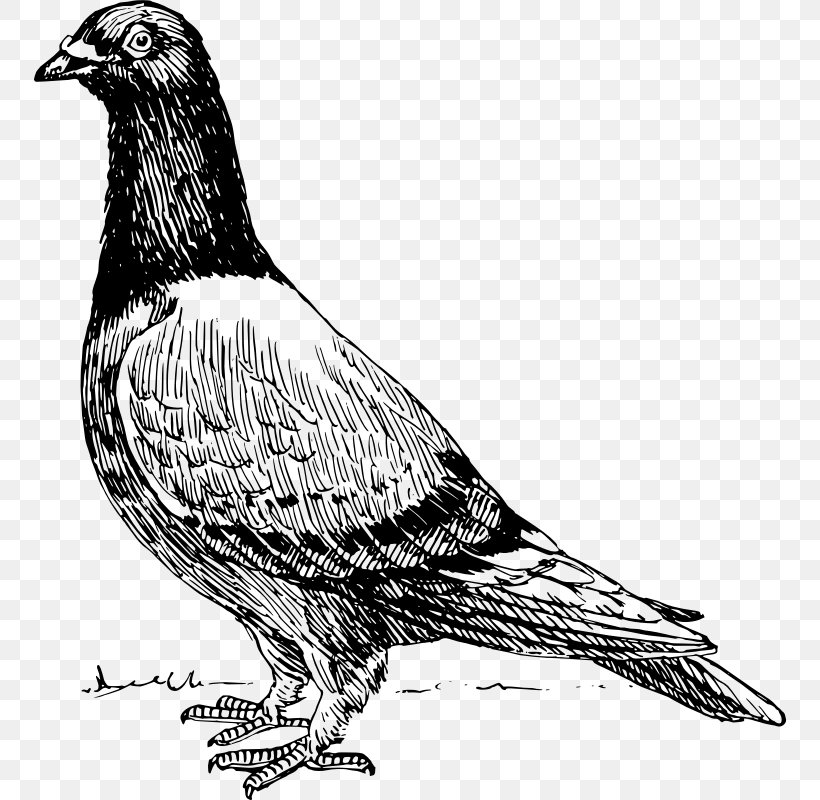 Homing Pigeon American Show Racer Old Dutch Capuchine Columbidae Bird, PNG, 754x800px, Homing Pigeon, American Show Racer, Beak, Bird, Bird Of Prey Download Free