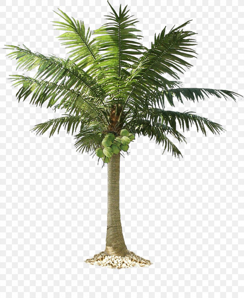 Palm Trees Clip Art Vector Graphics Mexican Fan Palm, PNG, 1188x1450px, Palm Trees, Arecales, Attalea Speciosa, Borassus Flabellifer, California Palm Download Free