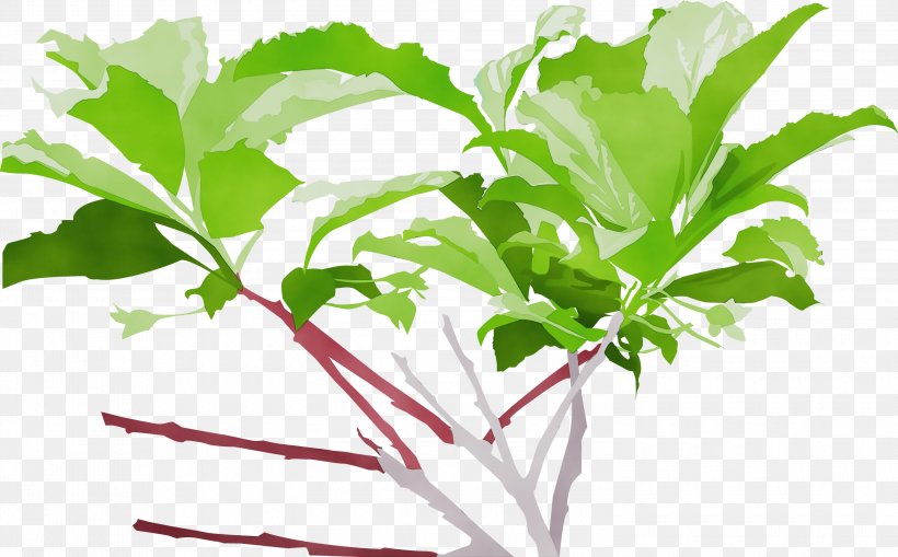 Parsley, PNG, 3000x1864px, Watercolor, Arugula, Flower, Herb, Herbal Download Free