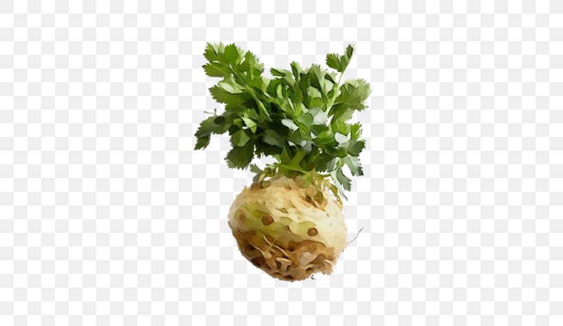 Parsley, PNG, 600x476px, Watercolor, Celeriac, Celery, Flower, Food Download Free