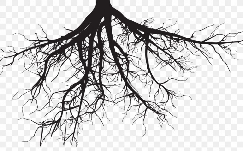 Root Tree Drawing Clip Art, PNG, 1080x675px, Root, Artwork, Black And White, Branch, Drawing Download Free