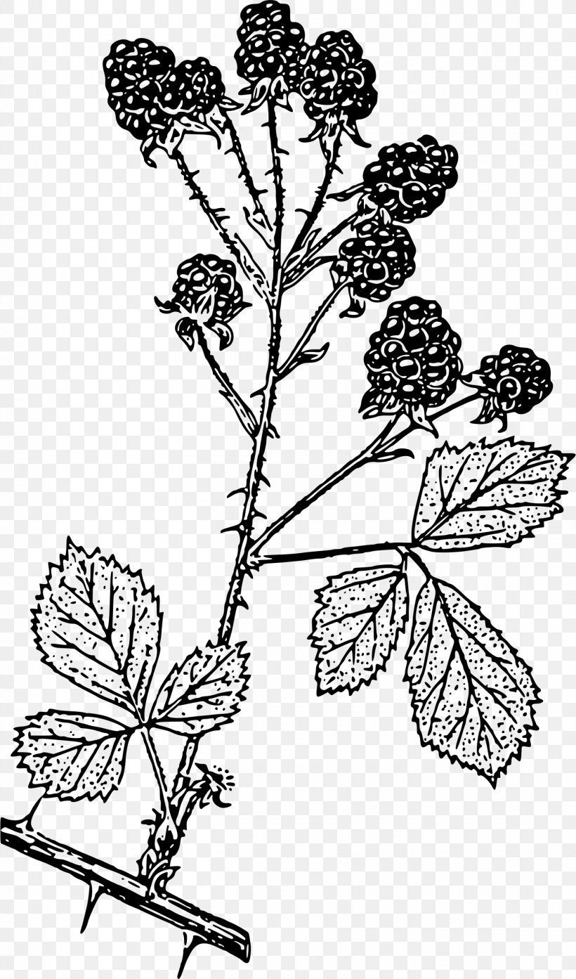 Blackberry Mobile Phones Drawing Clip Art, PNG, 1412x2400px, Blackberry, Black And White, Branch, Drawing, Flora Download Free