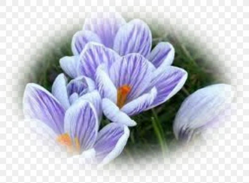 Flower Crocus Violet Plant Bulb, PNG, 892x656px, Flower, Bud, Bulb, Color, Crocus Download Free