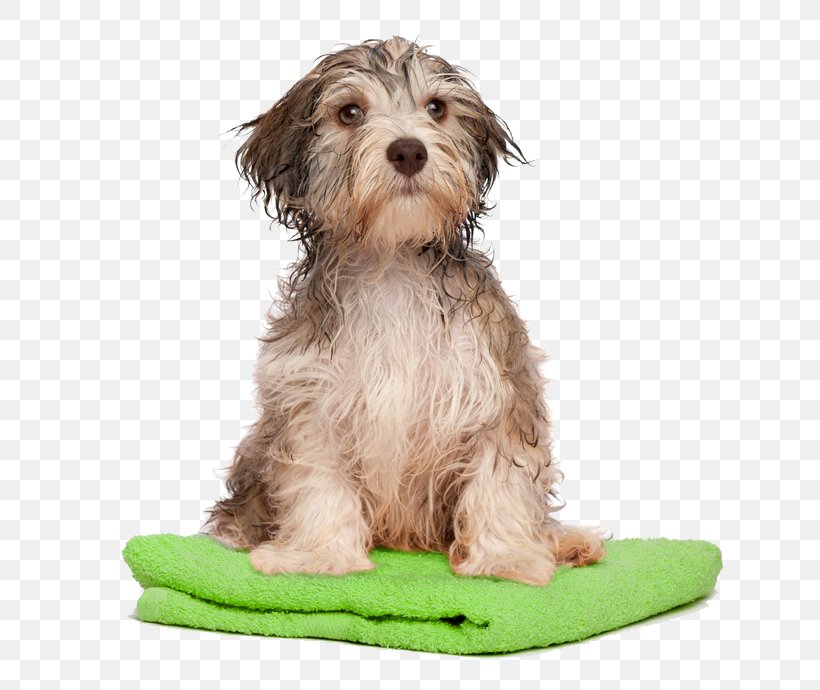 Havanese Dog Dog Grooming Puppy Shih Tzu Pet, PNG, 696x690px, Havanese Dog, Canidae, Carnivore, Coat, Companion Dog Download Free