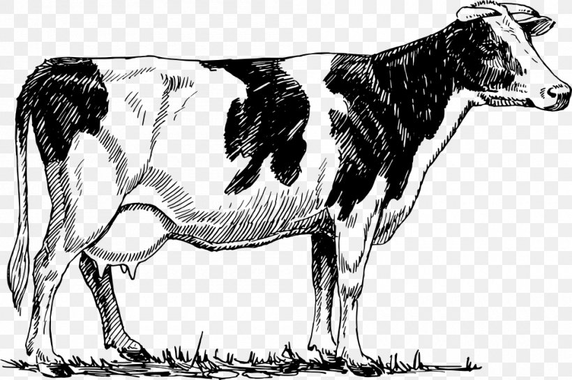 Holstein Friesian Cattle Guernsey Cattle Drawing, PNG, 1000x665px, Holstein Friesian Cattle, Black And White, Bull, Calf, Cattle Download Free