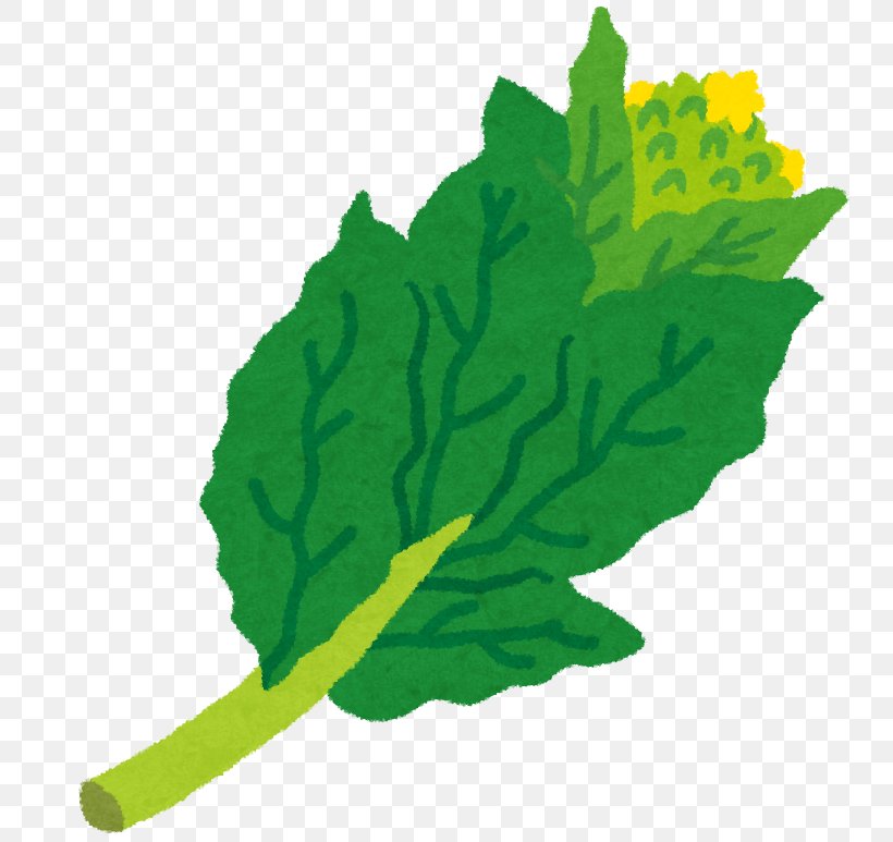 Spring Greens 油菜 Seasonal Food Fuki, PNG, 773x773px, Spring Greens, Aemono, Arare, Cauliflower, Chawanmushi Download Free