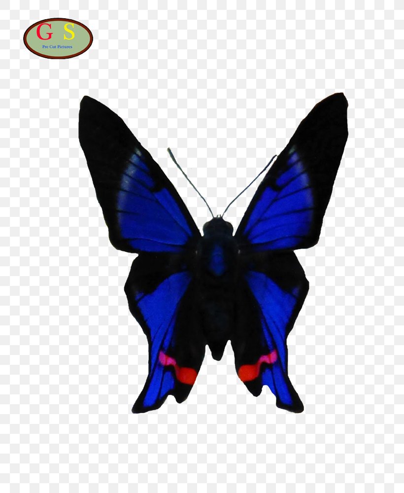 Brush-footed Butterflies Butterfly Moth, PNG, 800x1000px, Brushfooted Butterflies, Brush Footed Butterfly, Butterflies And Moths, Butterfly, Cobalt Download Free