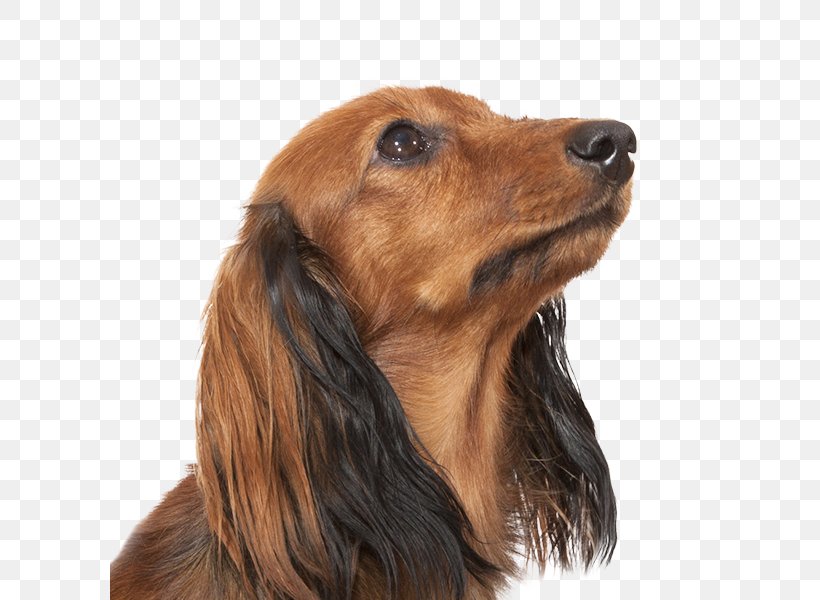 Dog Breed Irish Setter Field Spaniel Dachshund Companion Dog, PNG, 600x600px, Dog Breed, Breed, Carnivoran, Companion Dog, Crossbreed Download Free