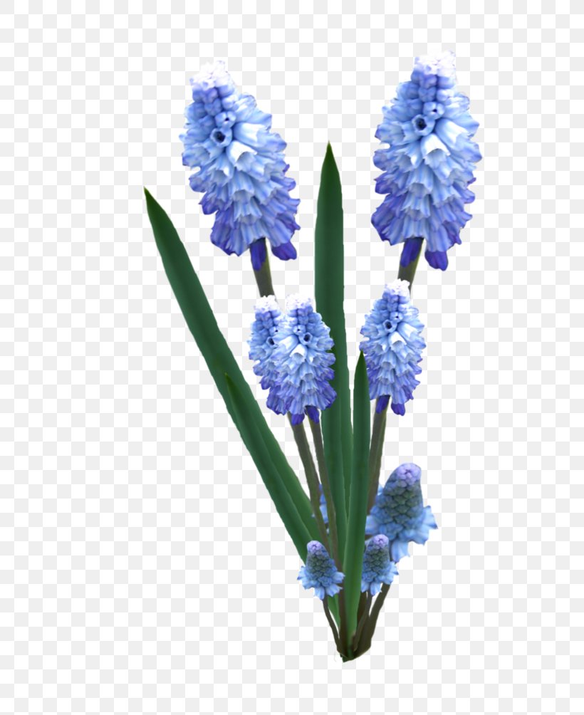 English Lavender Hyacinth Cut Flowers Plant Stem Png 800x1004px English Lavender Cut Flowers Flower Flowering Plant