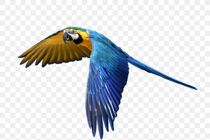 Parrot Bird Domestic Canary Finches Macaw, PNG, 960x640px, Parrot, Beak, Bird, Blueandyellow Macaw, Bluebird Download Free