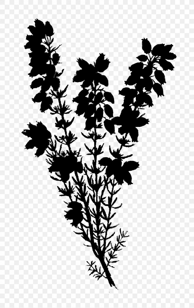 Twig Plant Stem Flower Leaf Silhouette, PNG, 997x1582px, Twig, American Larch, Blackandwhite, Branch, Flower Download Free