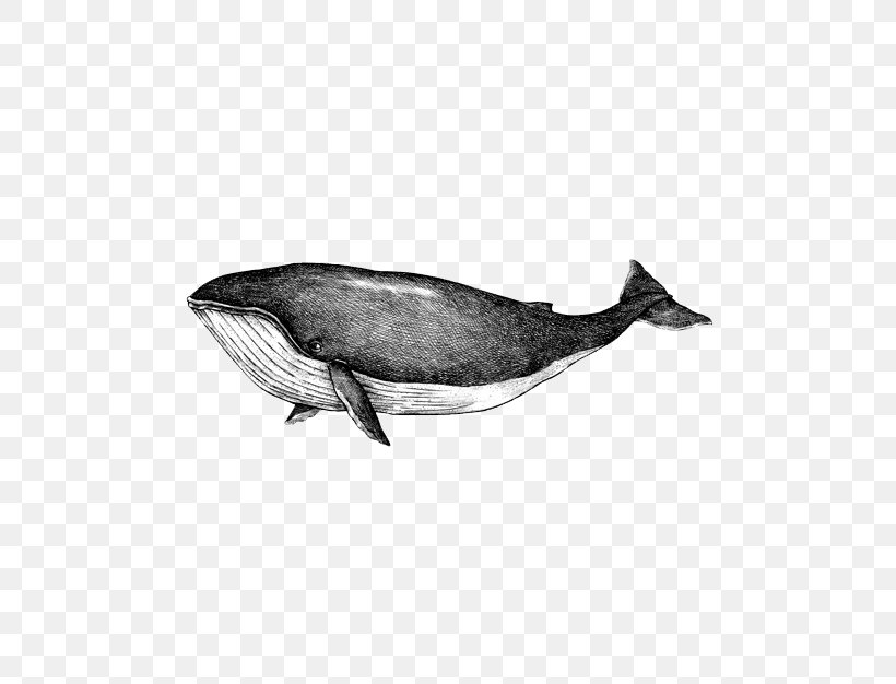 Whales Drawing Vector Graphics Blue Whale Illustration, PNG, 626x626px, Whales, Blue Whale, Bottlenose Dolphin, Bowhead, Cetacea Download Free