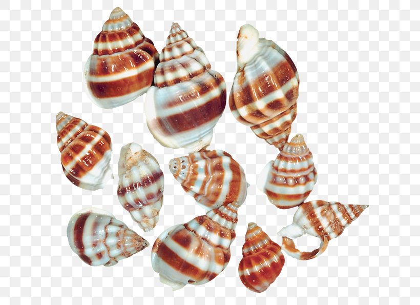 Seashell Sea Snail Clip Art, PNG, 648x595px, Seashell, Conch, Conchology, Gastropod Shell, Land Snail Download Free