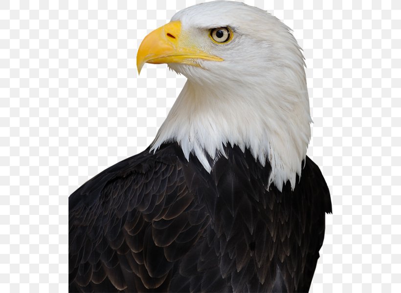 America's Bald Eagle United States Bird Endangered Species Act Of 1973, PNG, 540x600px, Bald Eagle, Accipitriformes, Animal, Beak, Bird Download Free
