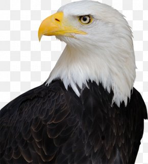 United States - America's Bald Eagle United States Bird Endangered Species Act Of 1973 PNG
