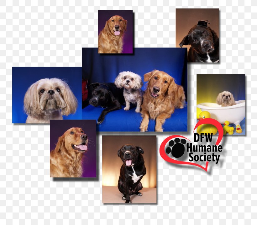 Cockapoo Puppy Dog Breed Companion Dog Dog Grooming, PNG, 800x720px, Cockapoo, Animal, Breed, Carnivoran, Collage Download Free