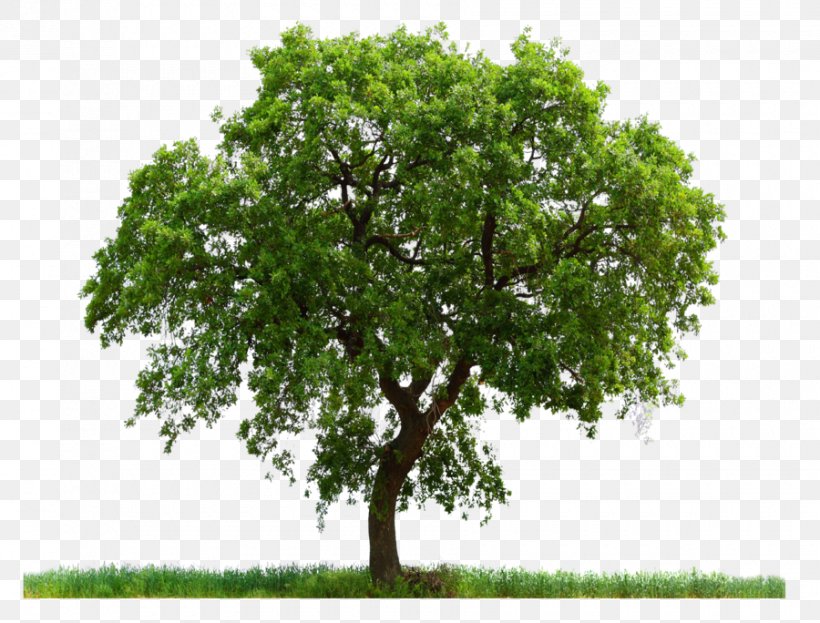 Computer File, PNG, 2048x1492px, Tree, Branch, Clipping Path, Editing, Grass Download Free