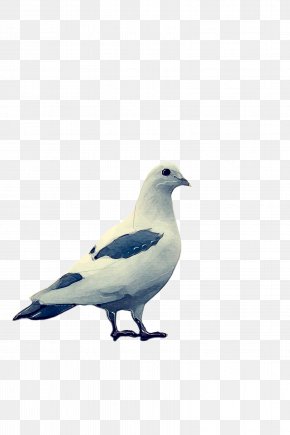 Wildlife Wing - Dove Bird PNG