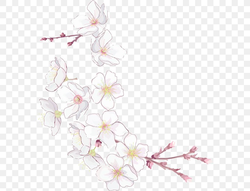 Cherry Blossom Flower Petal Floral Design, PNG, 571x629px, Cherry Blossom, Blossom, Branch, Cherry, Chrysanthemum Download Free