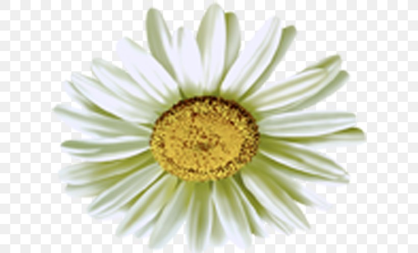 Common Daisy Chamomile, PNG, 618x497px, Common Daisy, Chamomile, Chrysanthemum, Chrysanths, Close Up Download Free