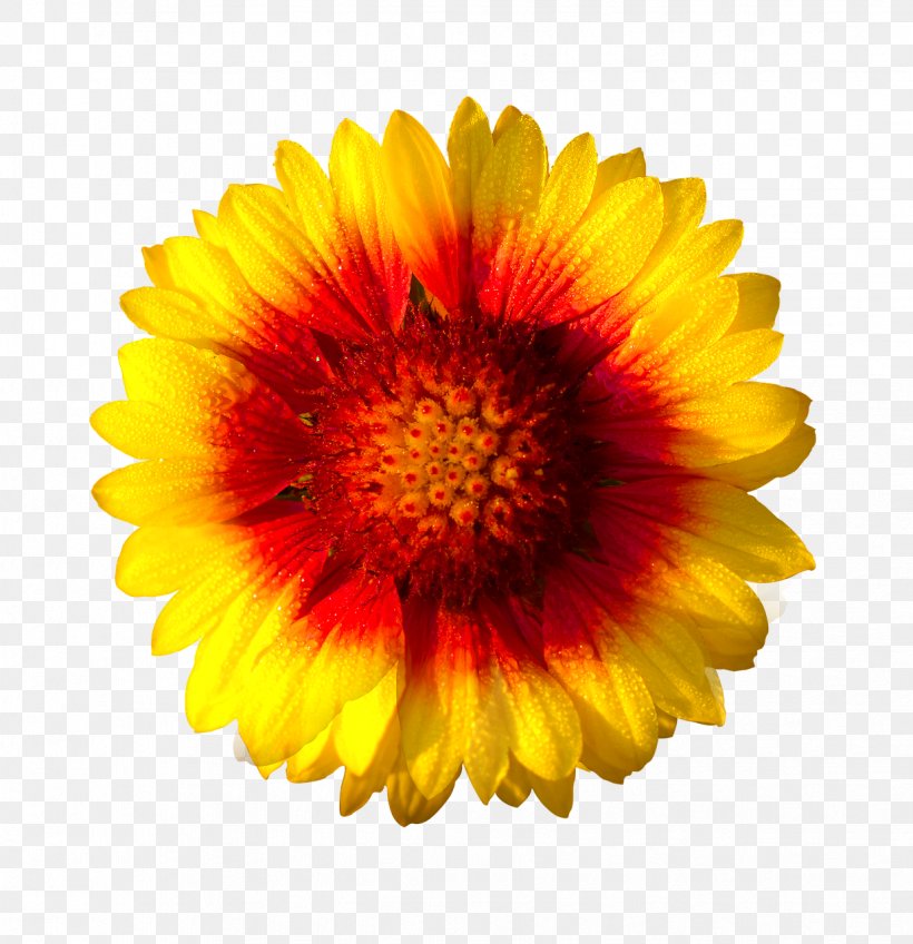 Flower Stock Photography Clip Art, PNG, 1237x1280px, Flower, African Daisies, Annual Plant, Blanket Flowers, Calendula Download Free