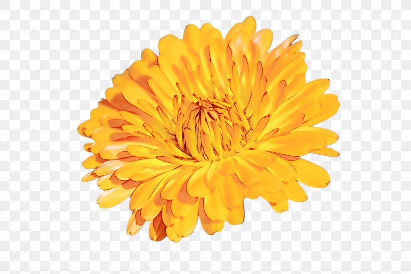 Flowers Background, PNG, 2448x1632px, Marigold, Bloom, Blossom, Calendula, Chrysanthemum Download Free