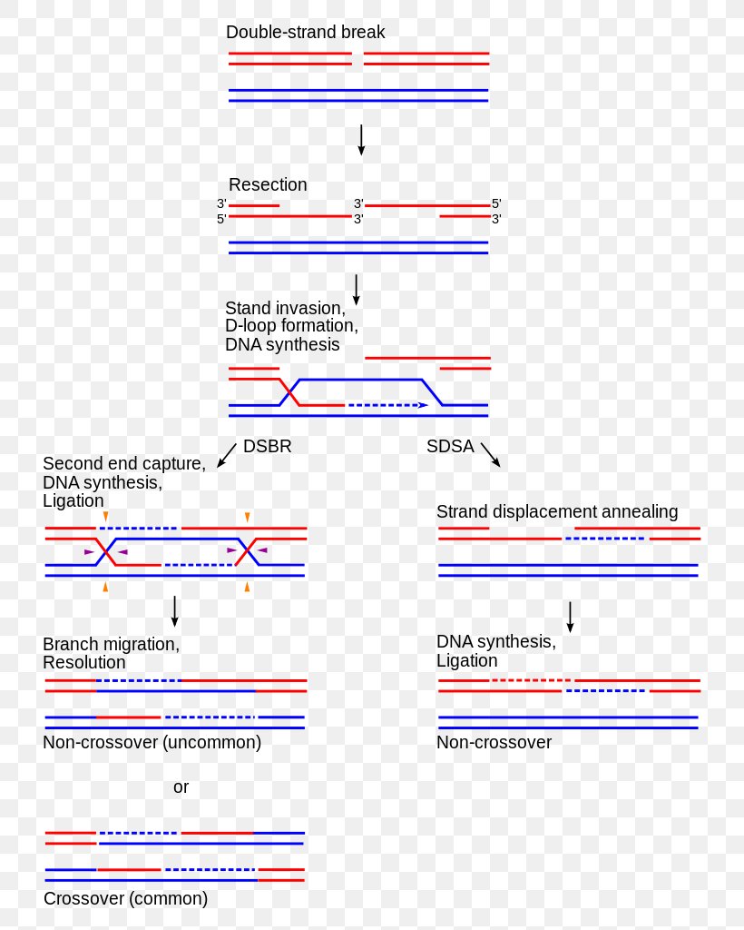 Holliday Junction Chromosomal Crossover Synthesis-dependent Strand Annealing Homologous Recombination DNA, PNG, 783x1024px, Chromosomal Crossover, Area, Diagram, Dna, Document Download Free