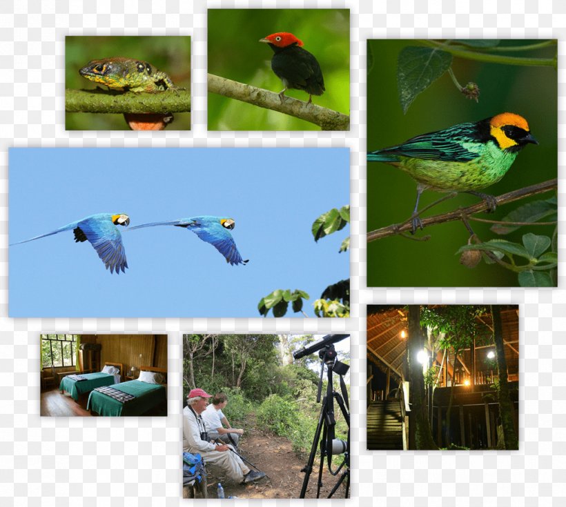 Macaw La Paz Ecosystem Fauna Nick's Adventures Bolivia, PNG, 1006x902px, Macaw, Beak, Bird, Bolivia, Ecosystem Download Free