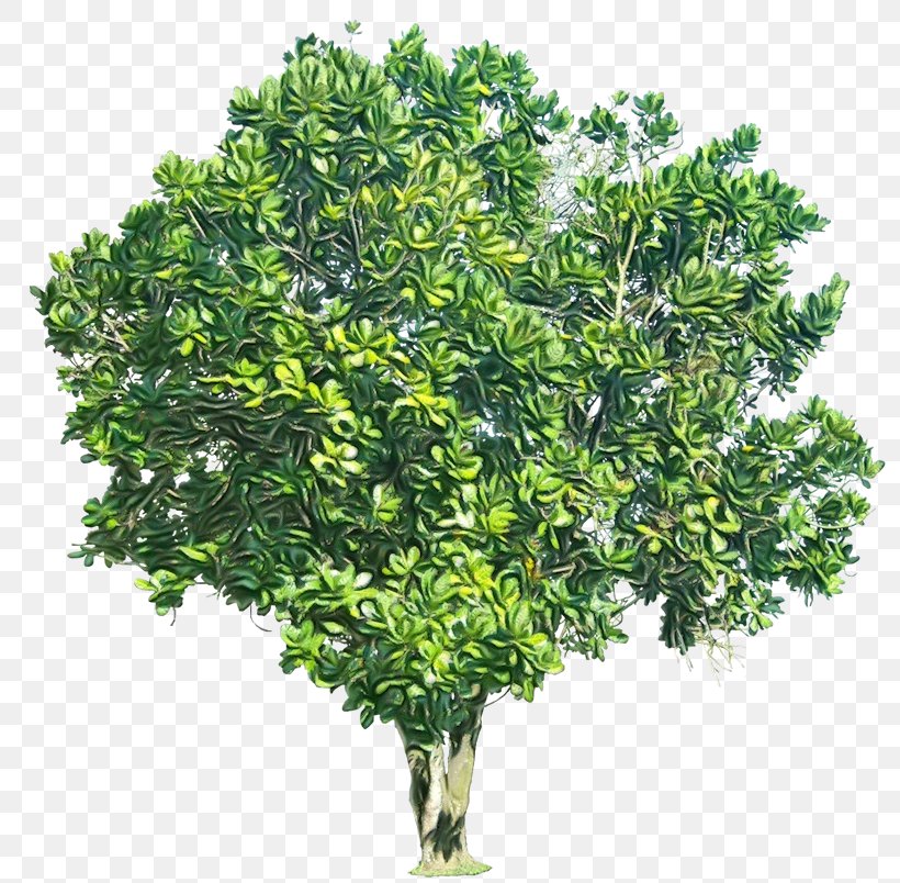 Palm Tree Leaf, PNG, 800x804px, Shrub, Branch, Evergreen, Fatshedera Lizei, Flower Download Free