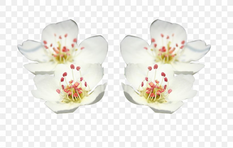 Petal Flower, PNG, 2667x1701px, Petal, Blossom, Cup, Designer, Dinnerware Set Download Free