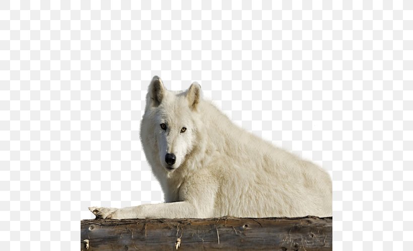 Alaskan Tundra Wolf Wildlife Fauna Snout Gray Wolf, PNG, 500x500px, Alaskan Tundra Wolf, Canis, Canis Lupus Tundrarum, Dog Like Mammal, Fauna Download Free