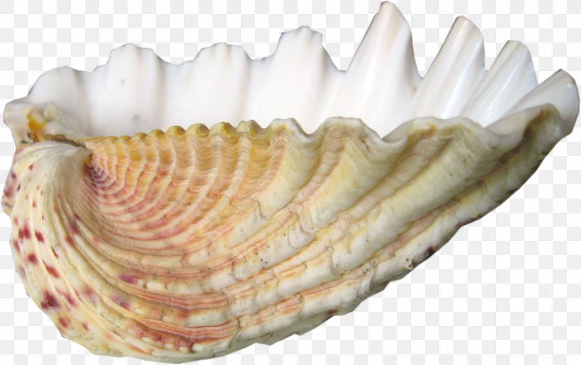 Blog Cockle Conchology Email, PNG, 1516x953px, Blog, Clam, Clams Oysters Mussels And Scallops, Cockle, Conch Download Free