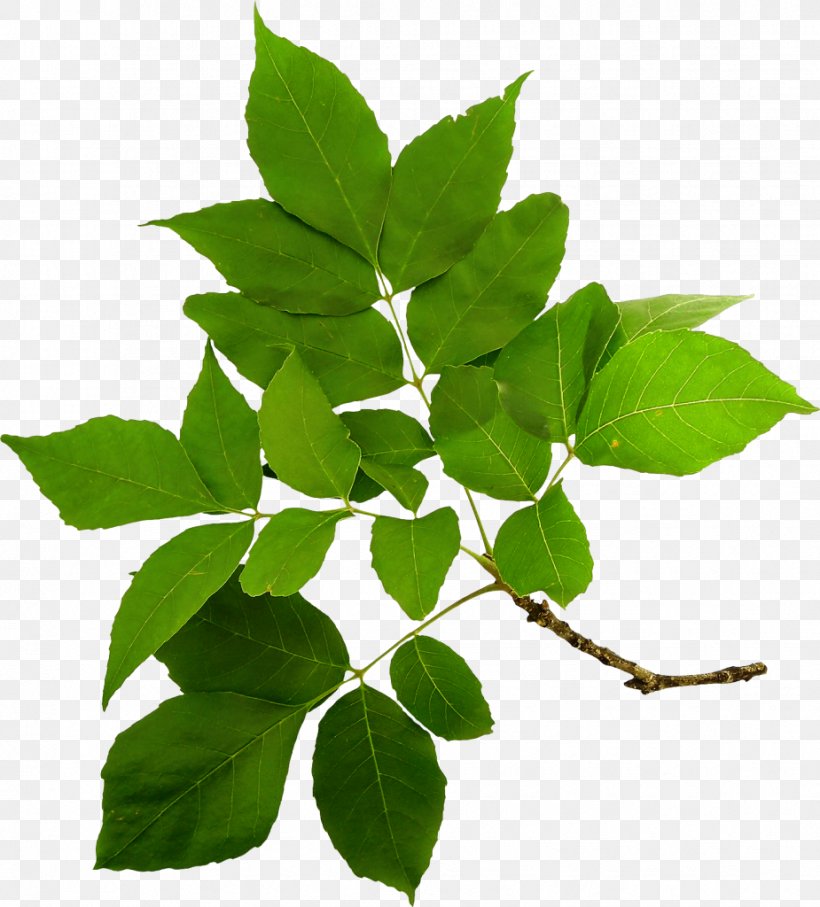 Branch Tree Clip Art, PNG, 925x1024px, Branch, Digital Image, Herb, Herbalism, Leaf Download Free