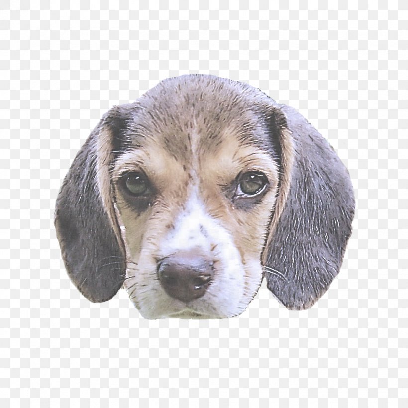 Dog Beagle Puppy Pocket Beagle Snout, PNG, 976x976px, Dog, Beagle, Pocket Beagle, Puppy, Snout Download Free