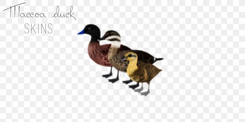 Duck Goose Fauna Feather Beak, PNG, 1000x500px, Duck, Animal, Animal Figure, Beak, Bird Download Free