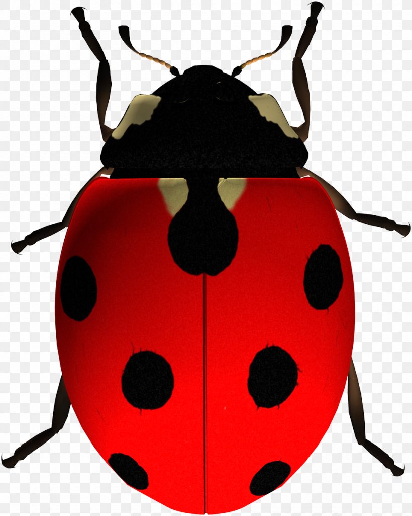 Insect Ladybird Beetle Clip Art, PNG, 960x1200px, Insect, Arthropod, Beetle, Display Resolution, Image File Formats Download Free