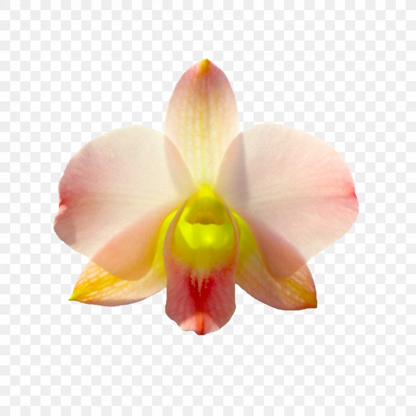 Moth Orchids Rhynchostylis Cattleya Orchids Flower Odontoglossum, PNG, 1800x1800px, Moth Orchids, Auglis, Cattleya, Cattleya Orchids, Close Up Download Free